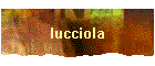 lucciola