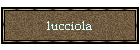 lucciola